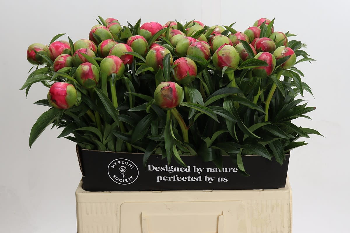 Срезанные цветы оптом Paeonia coral charm от 50шт. из Голландии с доставкой по России