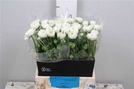 Срезанные цветы оптом Ranunculus amandine snowflake от 40шт из Голландии с доставкой по России