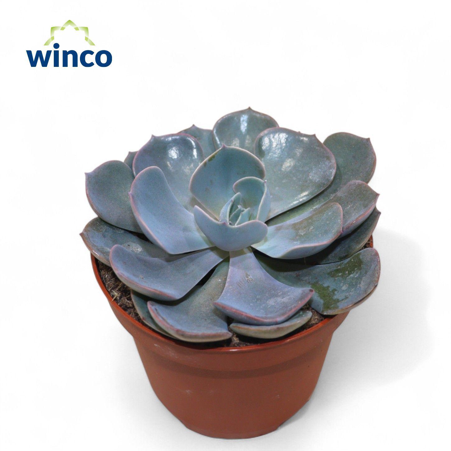Горшечные цветы и растения оптом Echeveria Dusty Rose от 9шт из Голландии с доставкой по России