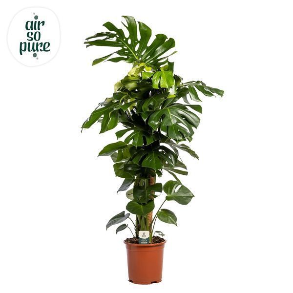 Горшечные цветы и растения оптом Monstera Deliciosa Mosspole (air So Pure) от 1шт из Голландии с доставкой по России