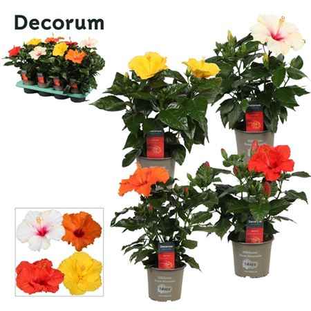 Горшечные цветы и растения оптом Hibiscus Mix 4+ (decorum) от 8шт из Голландии с доставкой по России