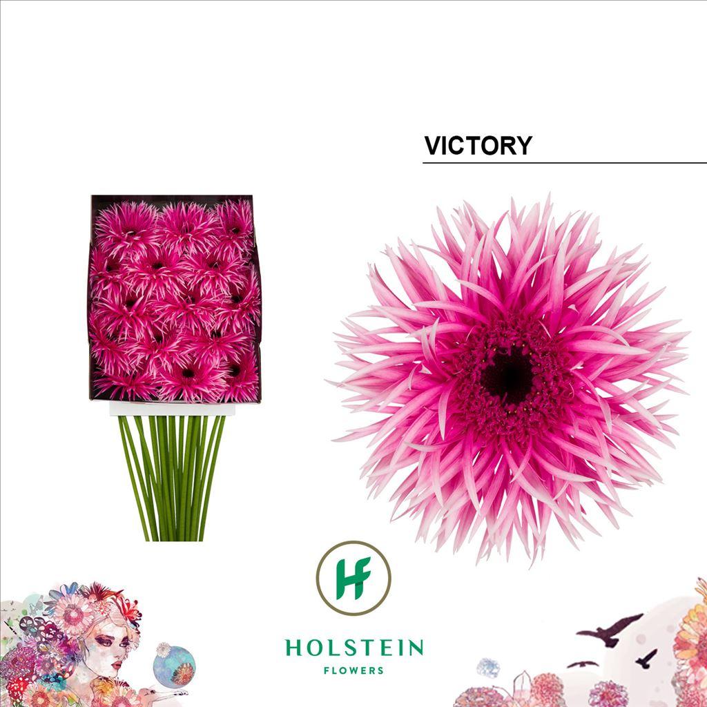 Срезанные цветы оптом Gerbera diamond gerspider victory от 15шт из Голландии с доставкой по России