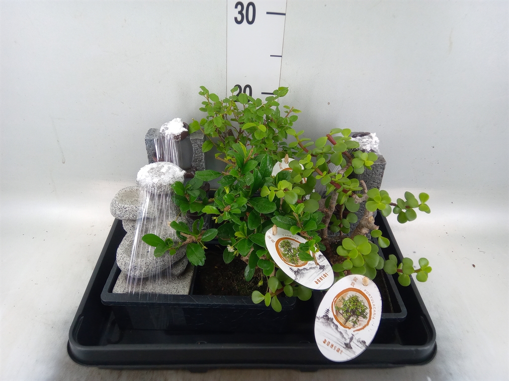 Горшечные цветы и растения оптом Bonsai   ...mix от 3шт из Голландии с доставкой по России