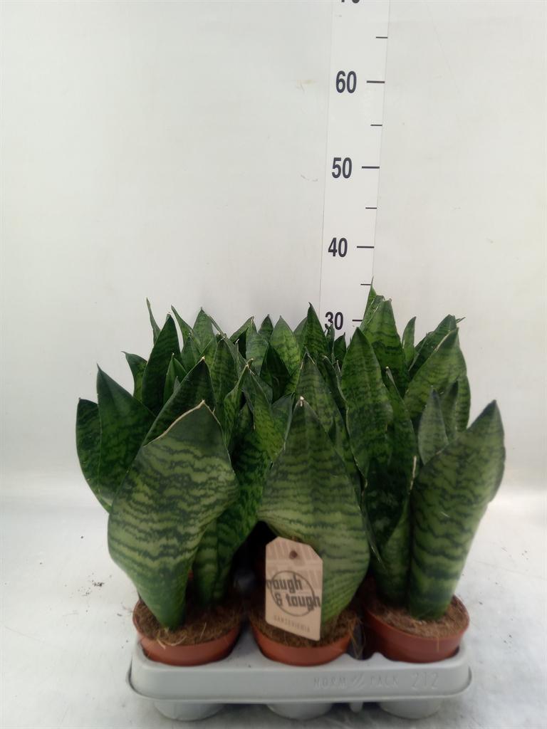 Горшечные цветы и растения оптом Sansevieria Zeylanica от 12шт (для телеги) из Голландии с доставкой по России