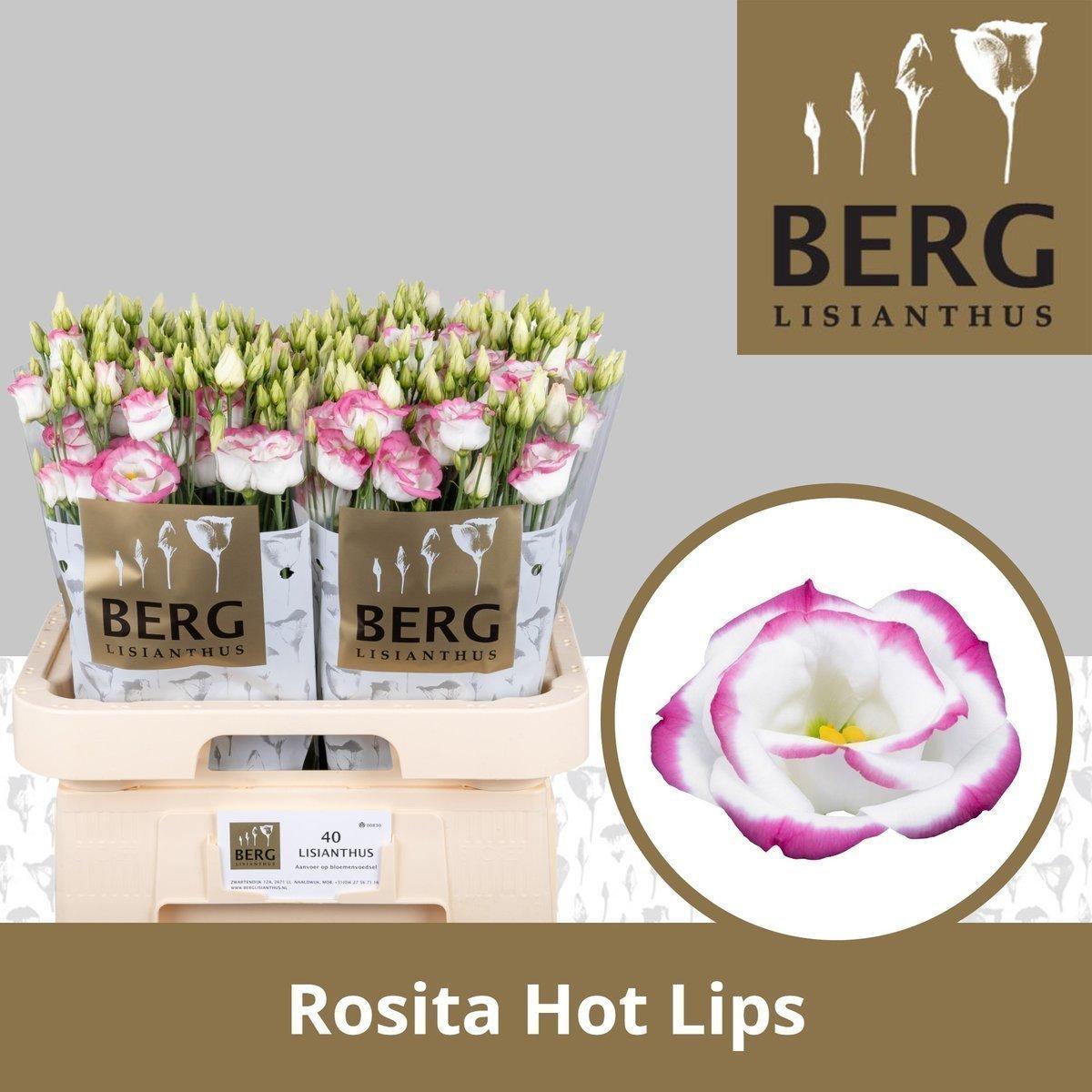 Срезанные цветы оптом Lisianthus do rosita hot lips от 40шт из Голландии с доставкой по России