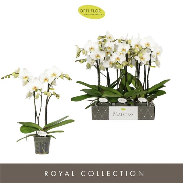 Горшечные цветы и растения оптом Phal 2st Maistro Beethoven от 6шт из Голландии с доставкой по России