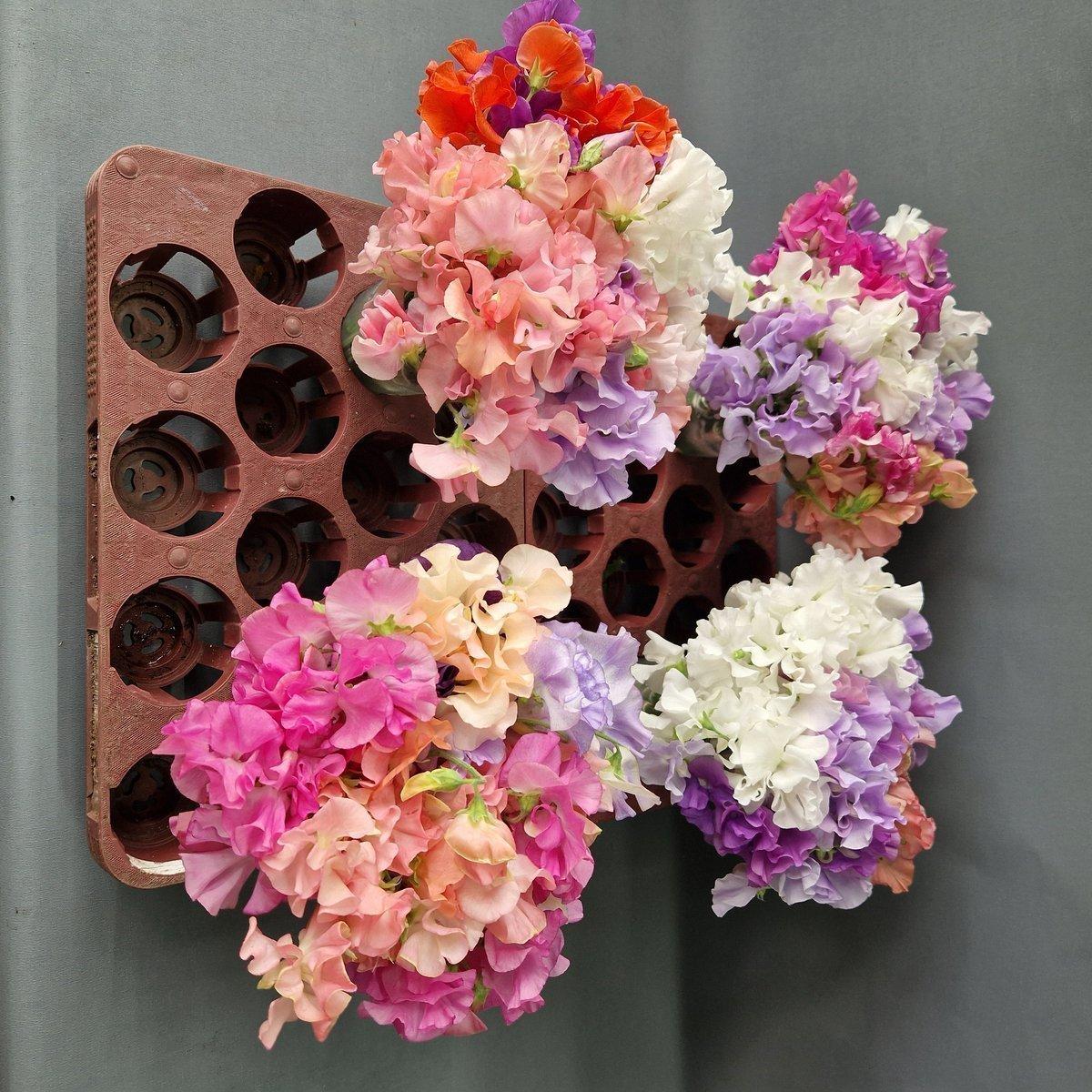 Срезанные цветы оптом Lathyrus od mix in bucket от 120шт из Голландии с доставкой по России Срезанные цветы оптом Lathyrus od mix in bucket от 120шт из Голландии с доставкой по России