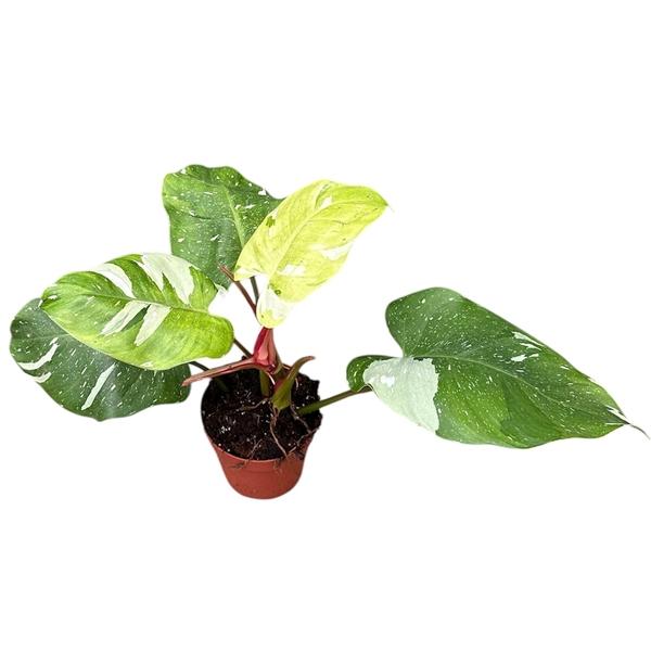 Горшечные цветы и растения оптом Philodendron Fresh Aurea от 1шт из Голландии с доставкой по России