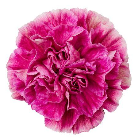 Срезанные цветы оптом Dianthus st antigua от 80шт. из Голландии с доставкой по России
