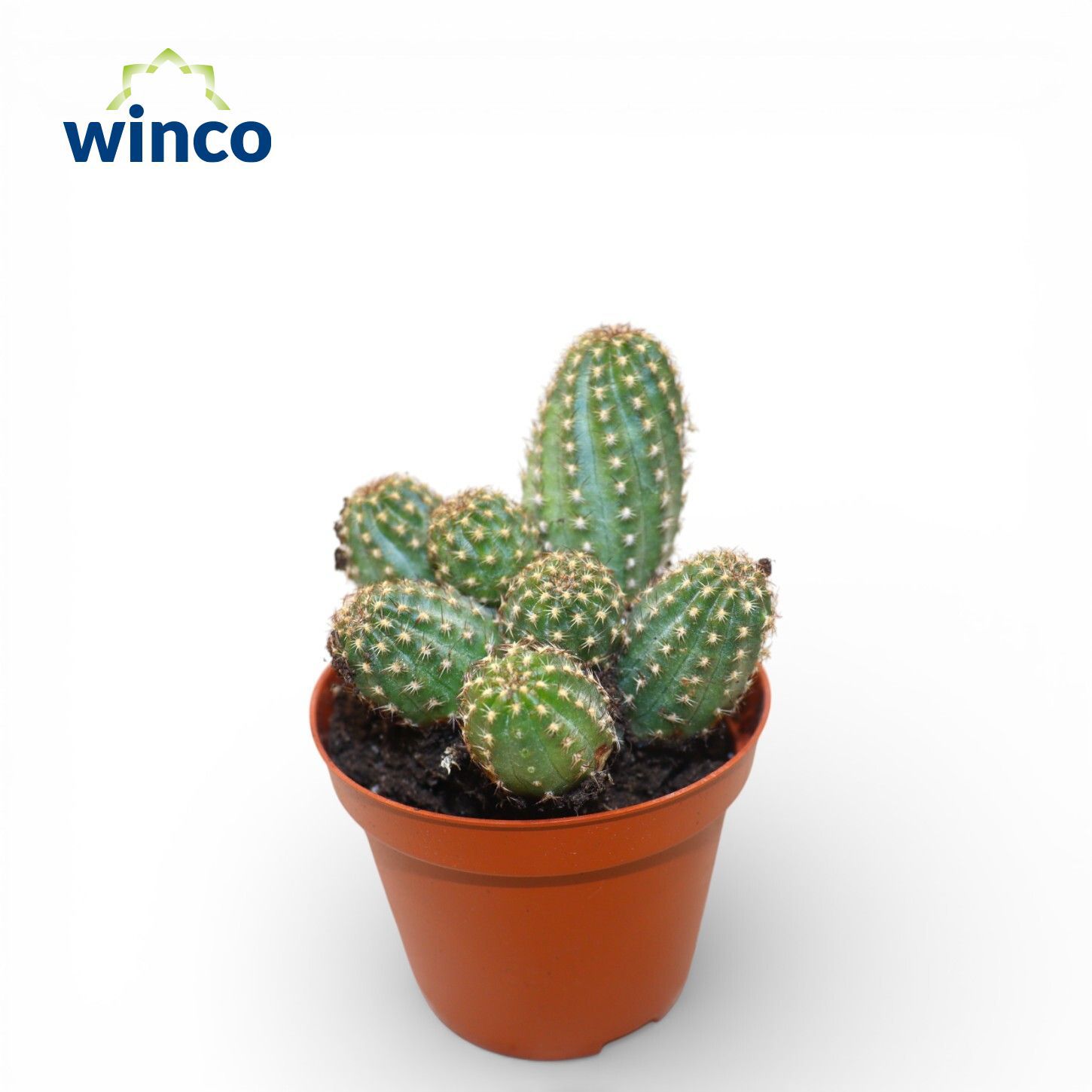 Горшечные цветы и растения оптом Chamaecereus Silvestrii от 18шт (для телеги) из Голландии с доставкой по России