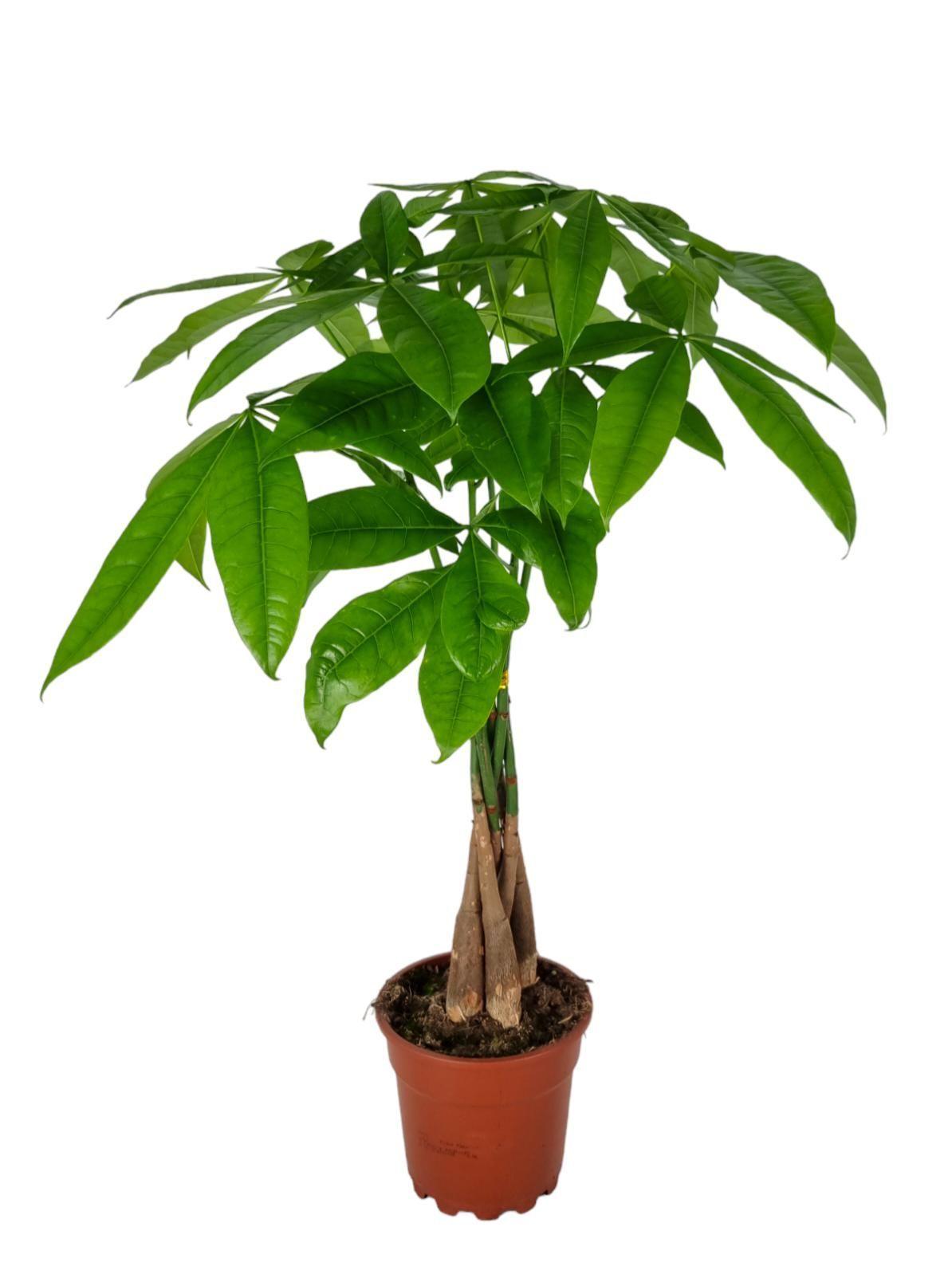 Горшечные цветы и растения оптом Pachira Aquatica от 6шт из Голландии с доставкой по России