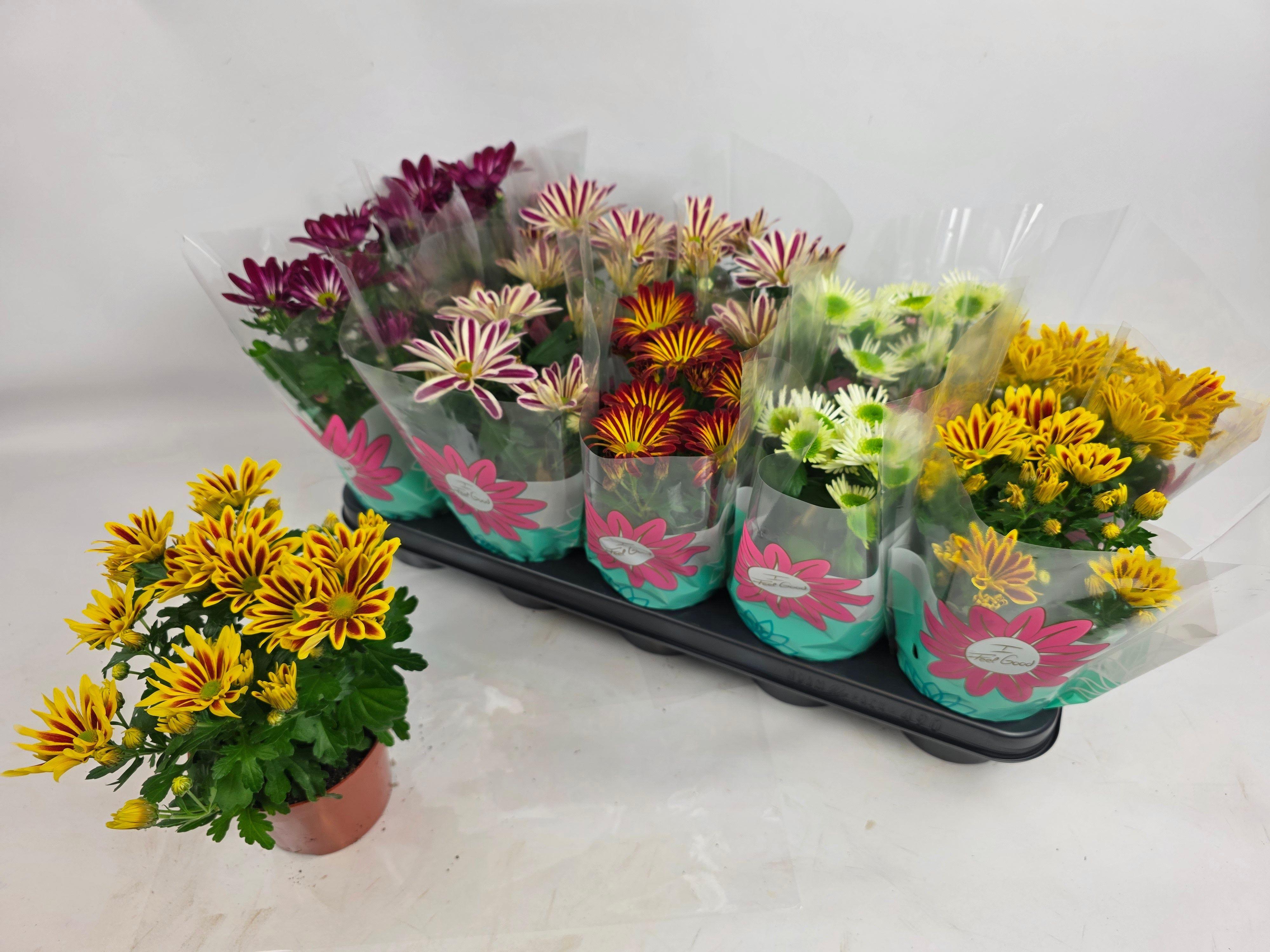 Горшечные цветы и растения оптом Chrys Gem 5 Kl от 10шт из Голландии с доставкой по России