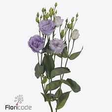 Срезанные цветы оптом Lisianthus do lisanne deep lavender от 50шт из Голландии с доставкой по России