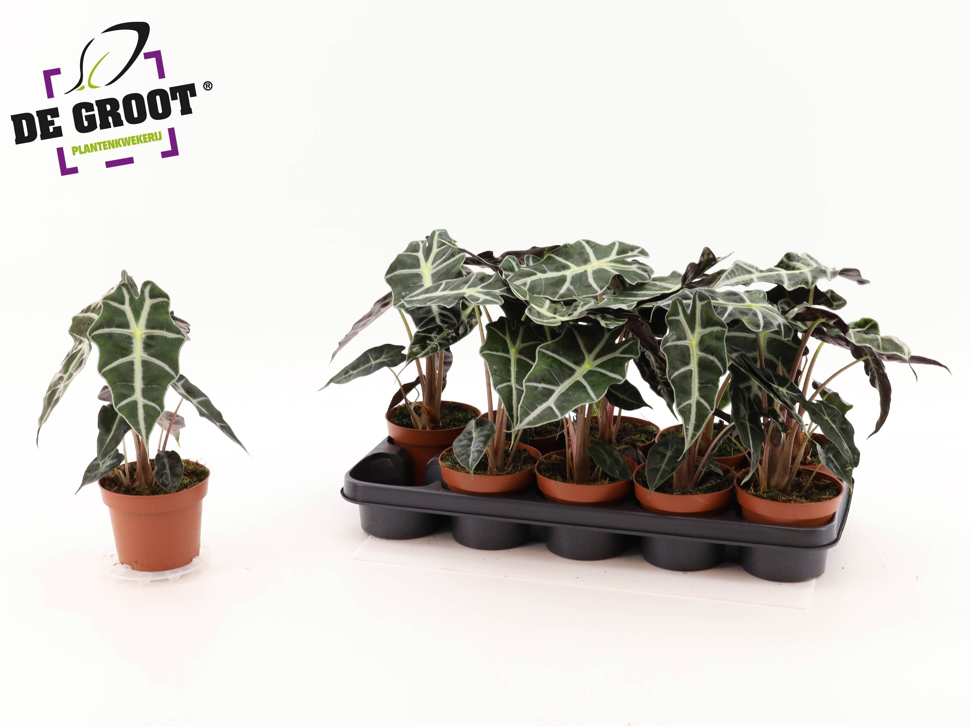 Горшечные цветы и растения оптом Aloc Polly от 10шт (для телеги) из Голландии с доставкой по России