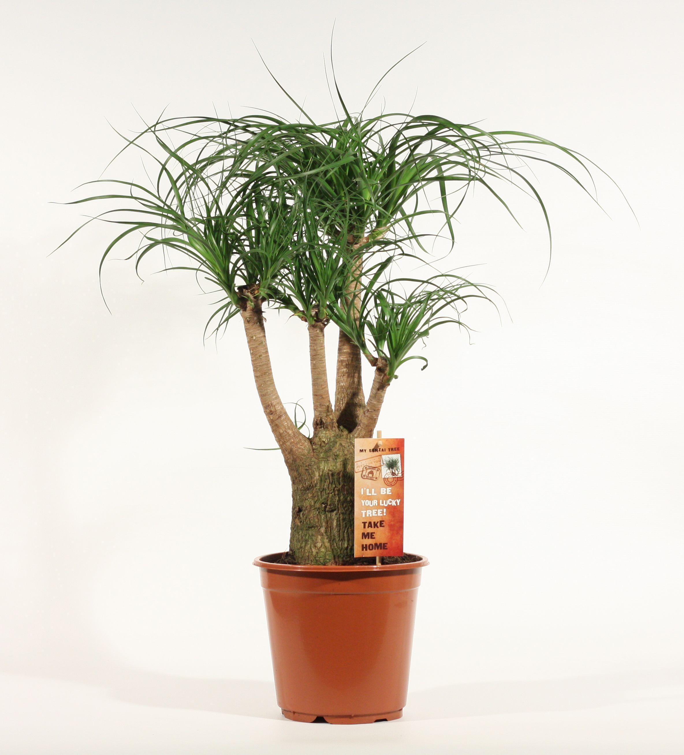 Горшечные цветы и растения оптом Beaucarnea Bol (decorum) от 1шт из Голландии с доставкой по России