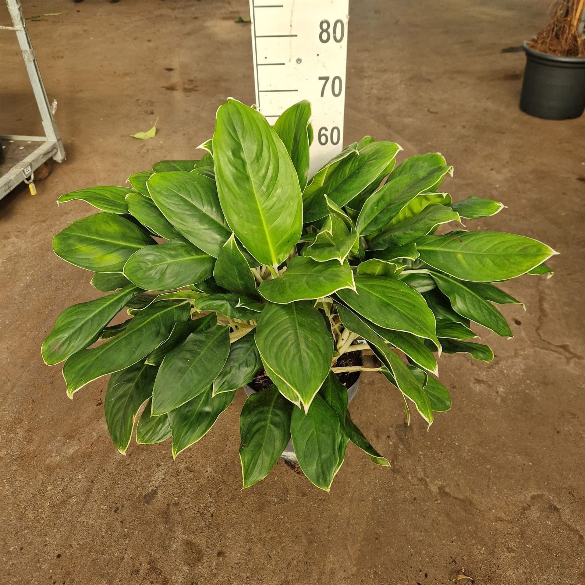 Горшечные цветы и растения оптом Aglaonema   ... от 1шт из Голландии с доставкой по России