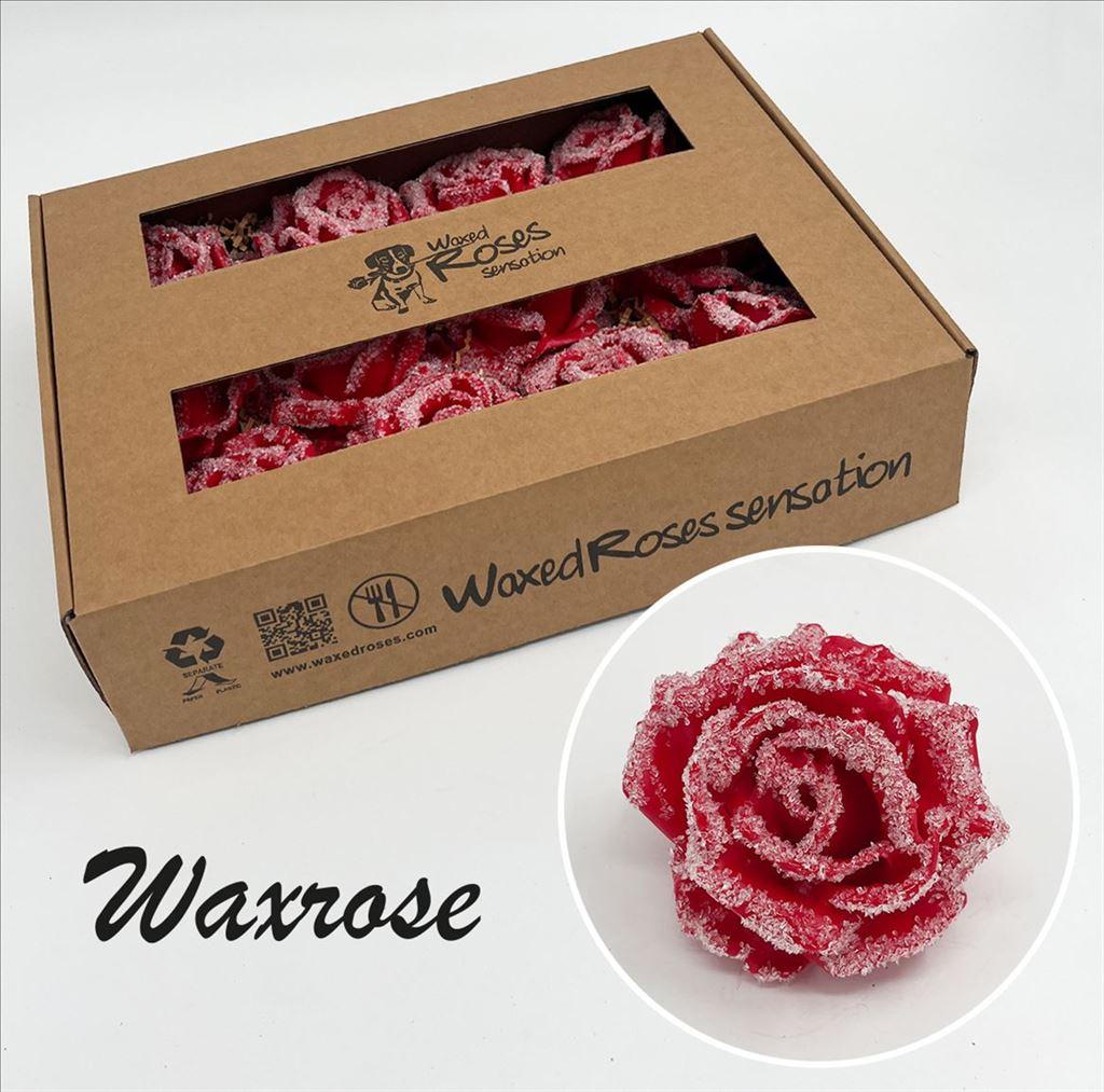 Срезанные цветы оптом Rosa large silk wax icy red от 12шт из Голландии с доставкой по России
