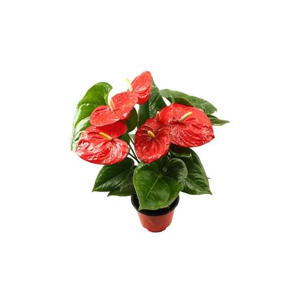 Горшечные цветы и растения оптом Anth An Aloha Red 5+ от 8шт из Голландии с доставкой по России