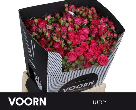 Срезанные цветы оптом Rosa spray judy от 20шт из Голландии с доставкой по России