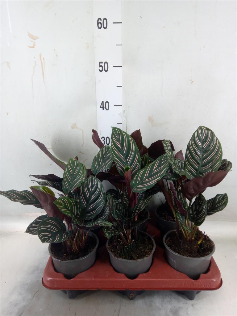 Горшечные цветы и растения оптом Calathea Sanderiana от 6шт из Голландии с доставкой по России