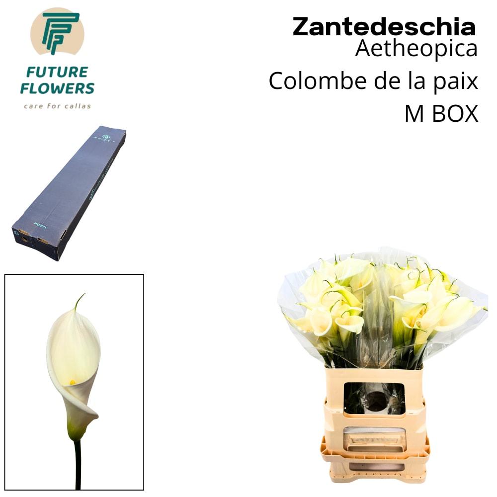 Срезанные цветы оптом Zantedeschia ae colombe de la paix от 20шт из Голландии с доставкой по России