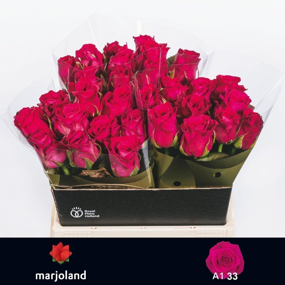 Срезанные цветы оптом Rosa large xoch! от 30шт из Голландии с доставкой по России