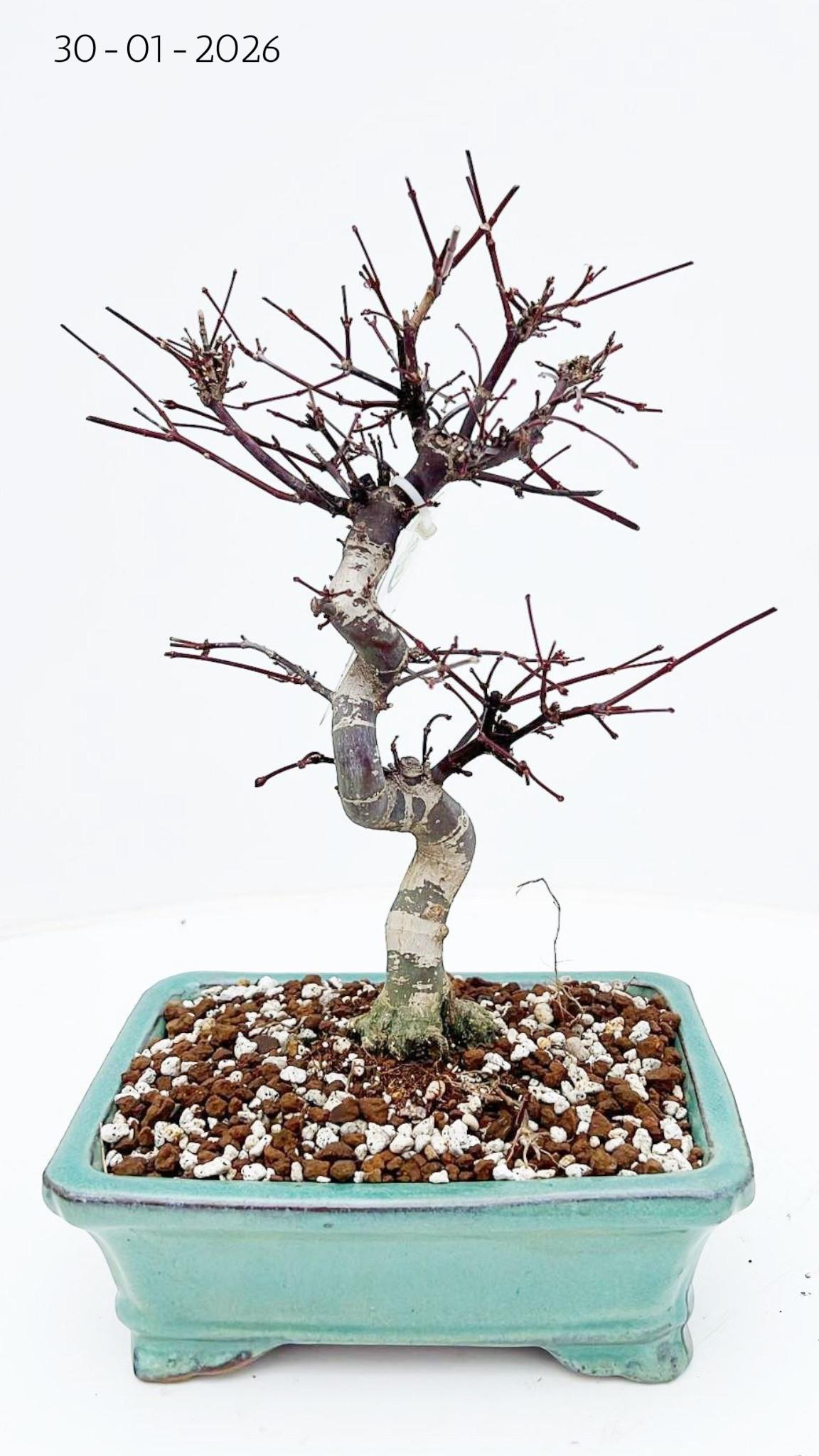 Горшечные цветы и растения оптом Acer Palmatum Deshojo Shape, Pot 19 Cm. от 3шт из Голландии с доставкой по России