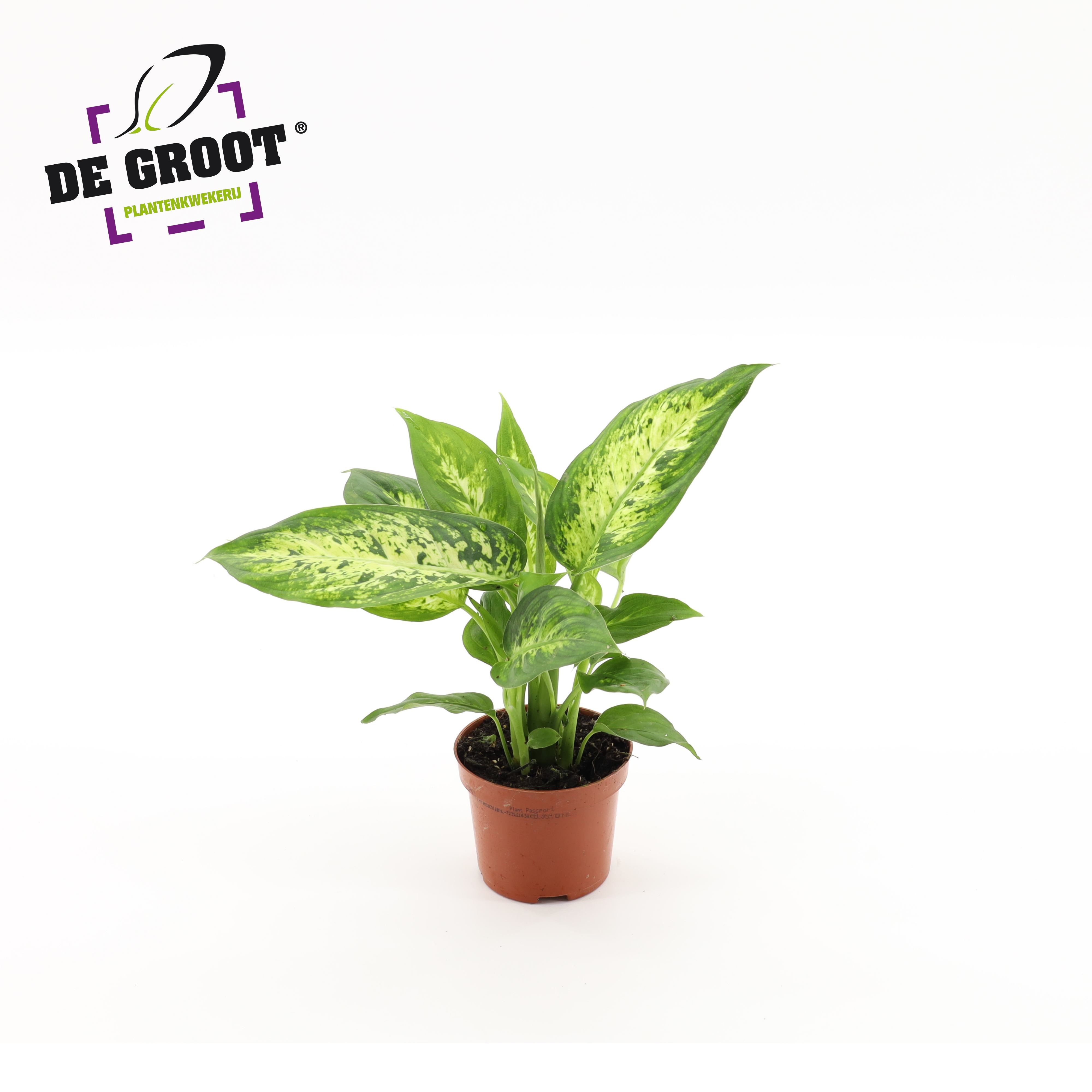 Горшечные цветы и растения оптом Dieffenbachia Compacta от 18шт (для телеги) из Голландии с доставкой по России