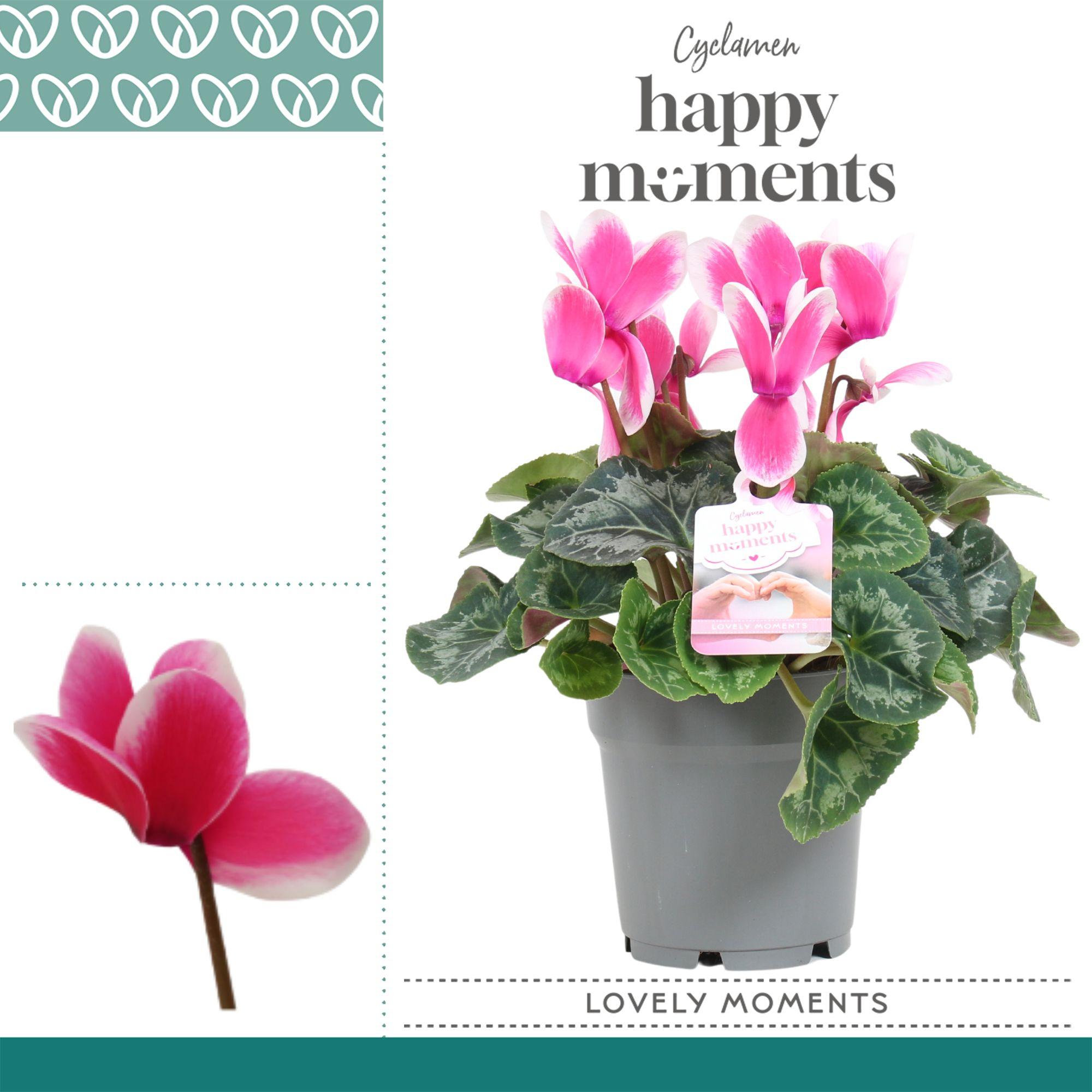 Горшечные цветы и растения оптом Cyclamen Lovely Moments от 5шт (для телеги) из Голландии с доставкой по России