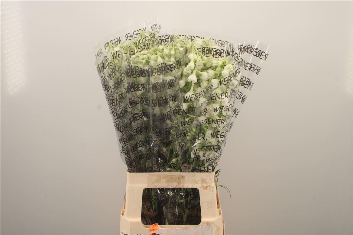 Срезанные цветы оптом Delphinium si bel sneeuwwitje от 40шт из Голландии с доставкой по России