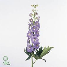 Срезанные цветы оптом Delphinium el magic fountains lavender от 40шт из Голландии с доставкой по России Срезанные цветы оптом Delphinium el magic fountains lavender от 40шт из Голландии с доставкой по России