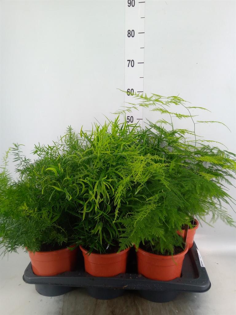 Горшечные цветы и растения оптом Asparagus   ...mix 3 от 6шт из Голландии с доставкой по России