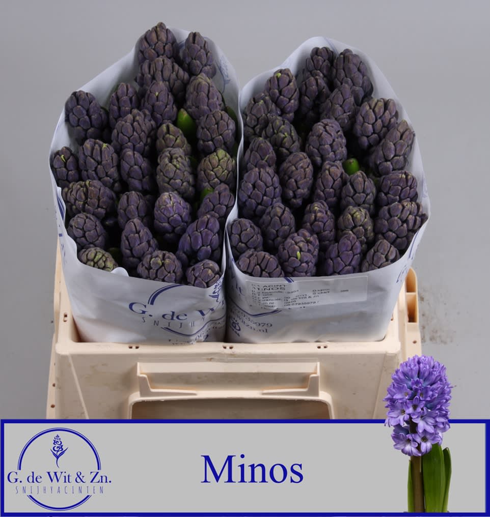 Срезанные цветы оптом Hyacinthus minos от 50шт из Голландии с доставкой по России
