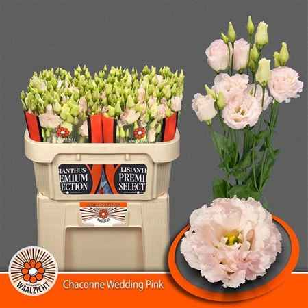 Срезанные цветы оптом Lisianthus do chaconne wedding pink от 40шт из Голландии с доставкой по России