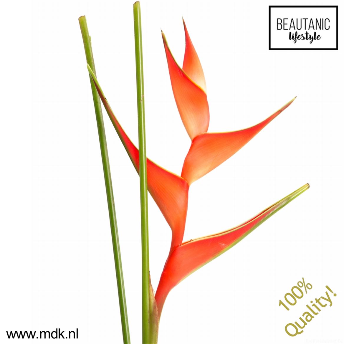 Срезанные цветы оптом Heliconia stricta tropical от 12шт из Голландии с доставкой по России