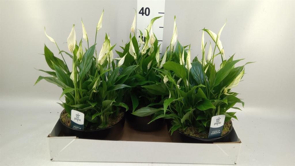 Горшечные цветы и растения оптом Spathiphyllum pearl Cupido от 3шт из Голландии с доставкой по России