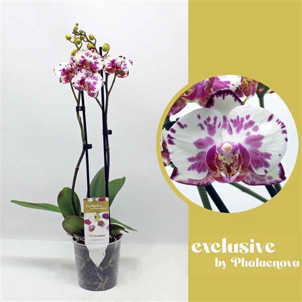 Горшечные цветы и растения оптом Phal 2st Viola 16+ (phalaenova) от 10шт из Голландии с доставкой по России