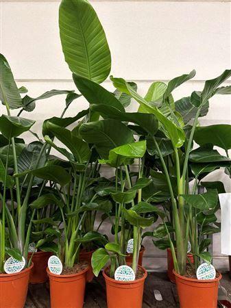 Горшечные цветы и растения оптом Strelitzia Nicolai 150cm от 1шт из Голландии с доставкой по России Горшечные цветы и растения оптом Strelitzia Nicolai 150cm от 1шт из Голландии с доставкой по России