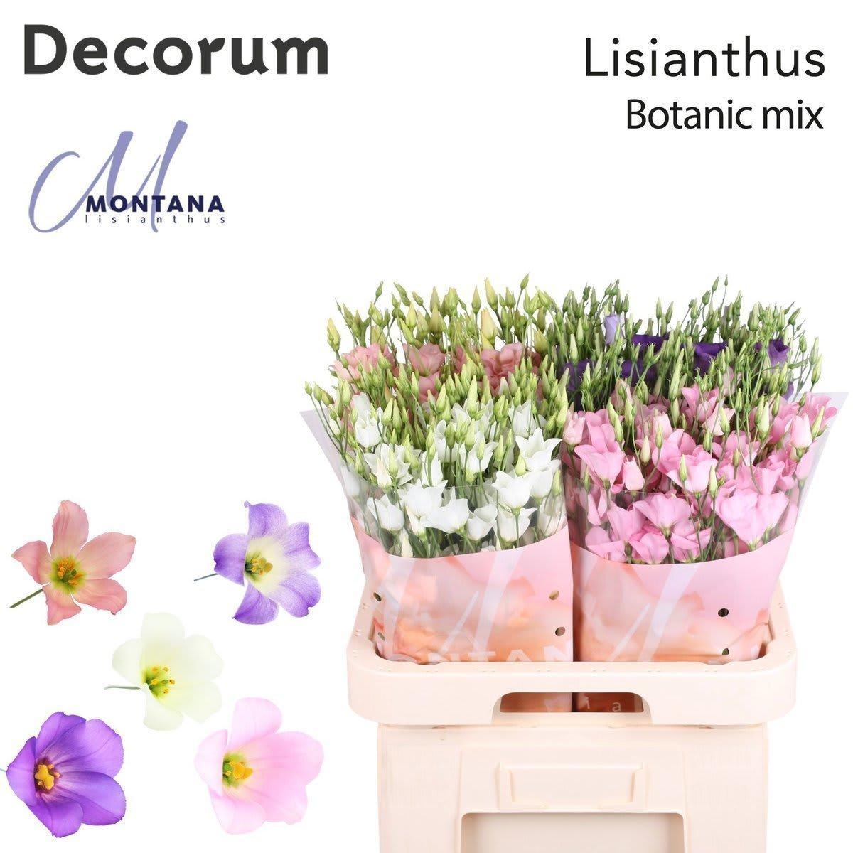 Срезанные цветы оптом Lisianthus si botanic mix A от 140шт из Голландии с доставкой по России