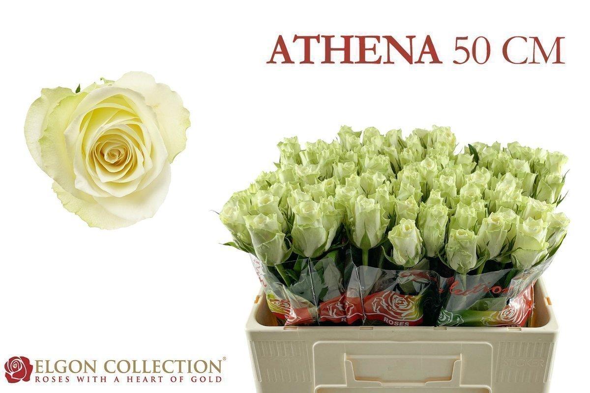 Срезанные цветы оптом Rosa large athena от 440шт из Голландии с доставкой по России