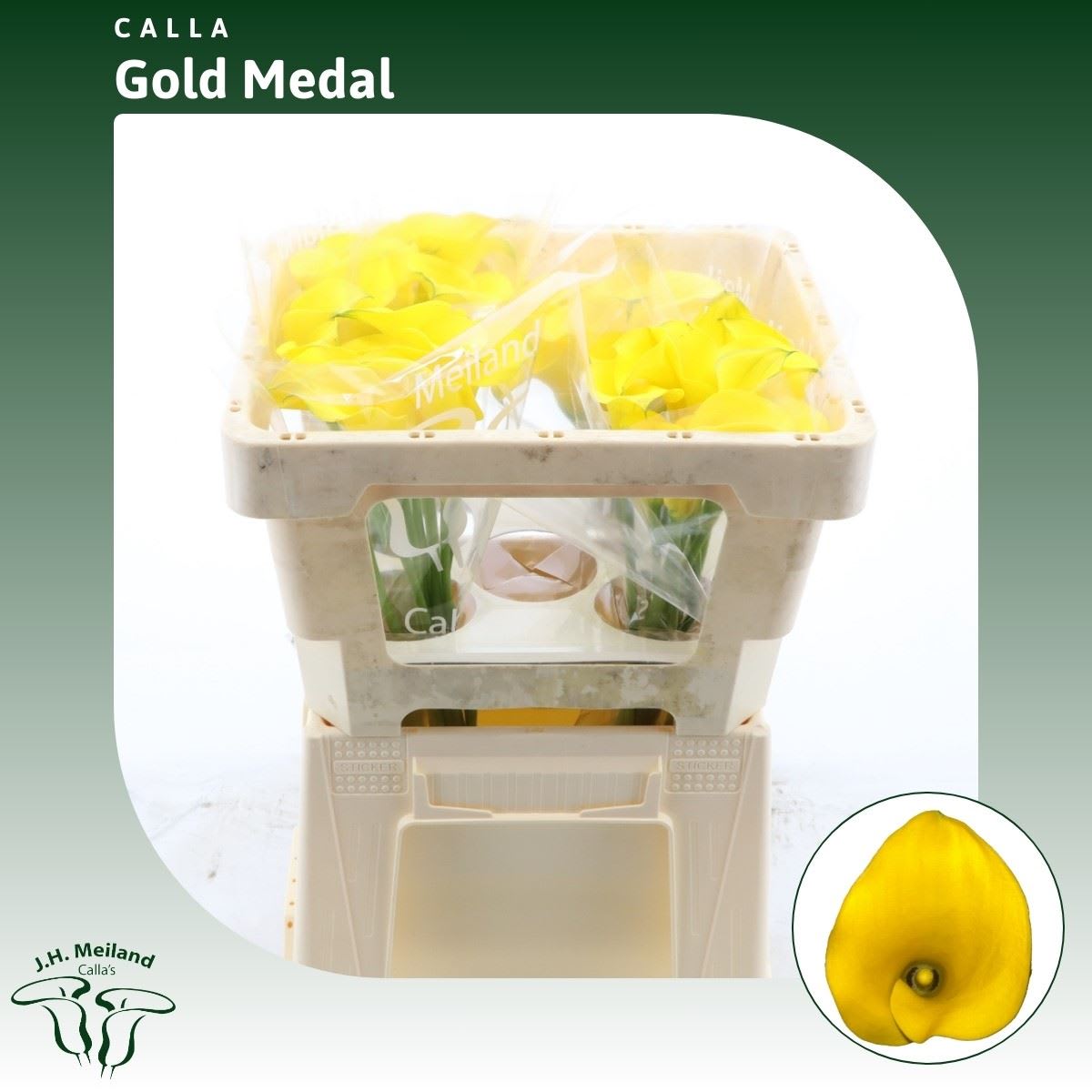 Срезанные цветы оптом Zantedeschia gold medal от 40шт из Голландии с доставкой по России