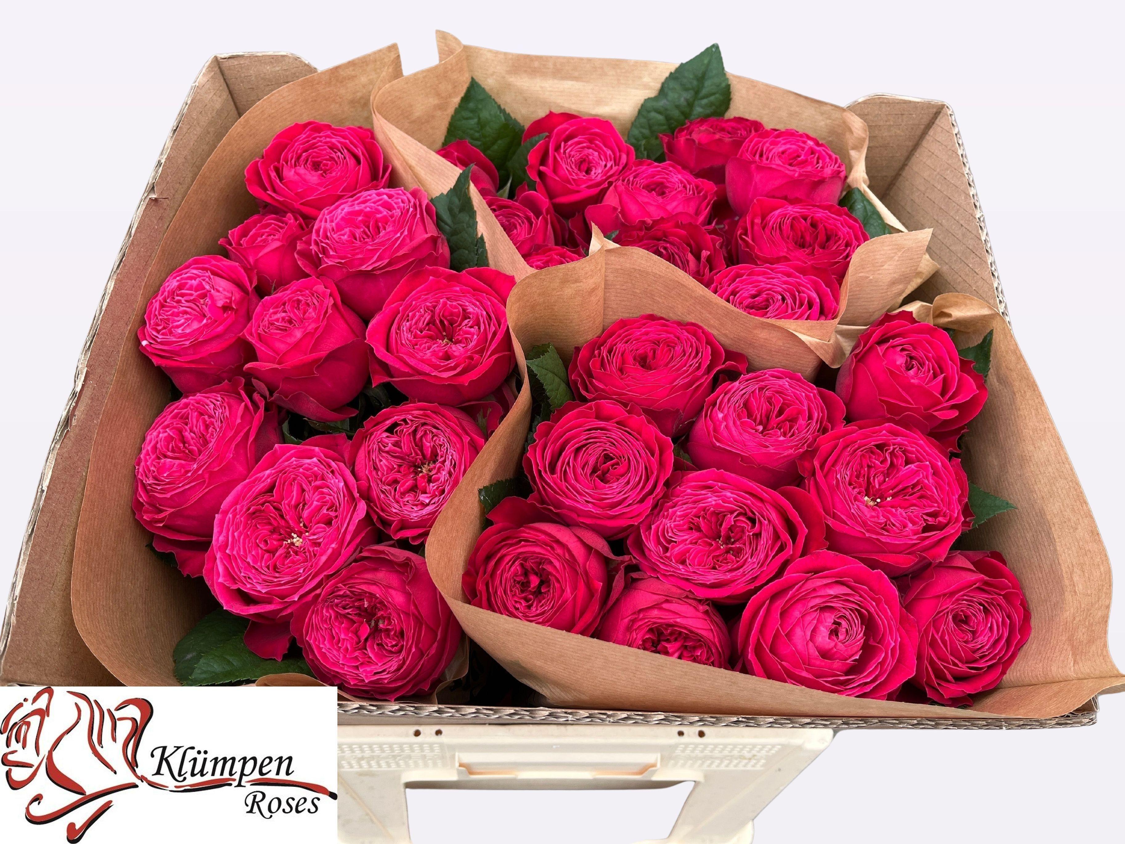 Срезанные цветы оптом Rosa garden just more! от 30шт из Голландии с доставкой по России