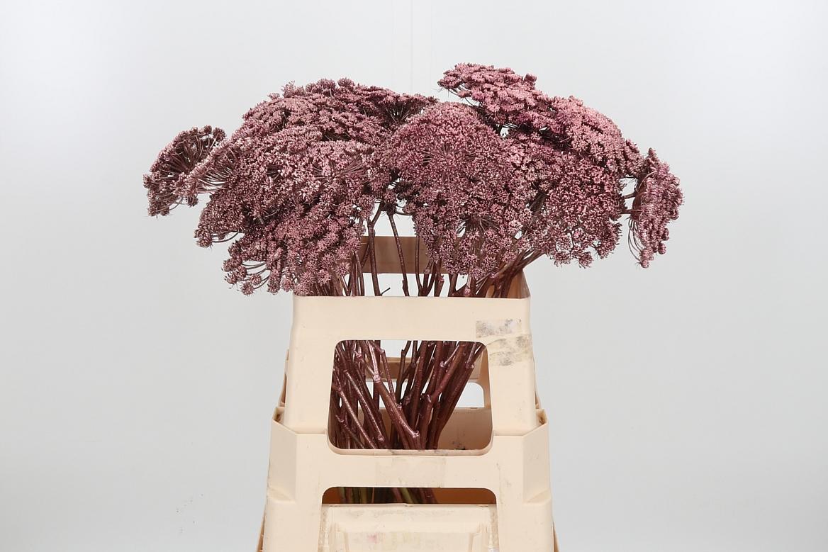 Срезанные цветы оптом Ammi sead paint rose gold от 50шт из Голландии с доставкой по России Срезанные цветы оптом Ammi sead paint rose gold от 50шт из Голландии с доставкой по России