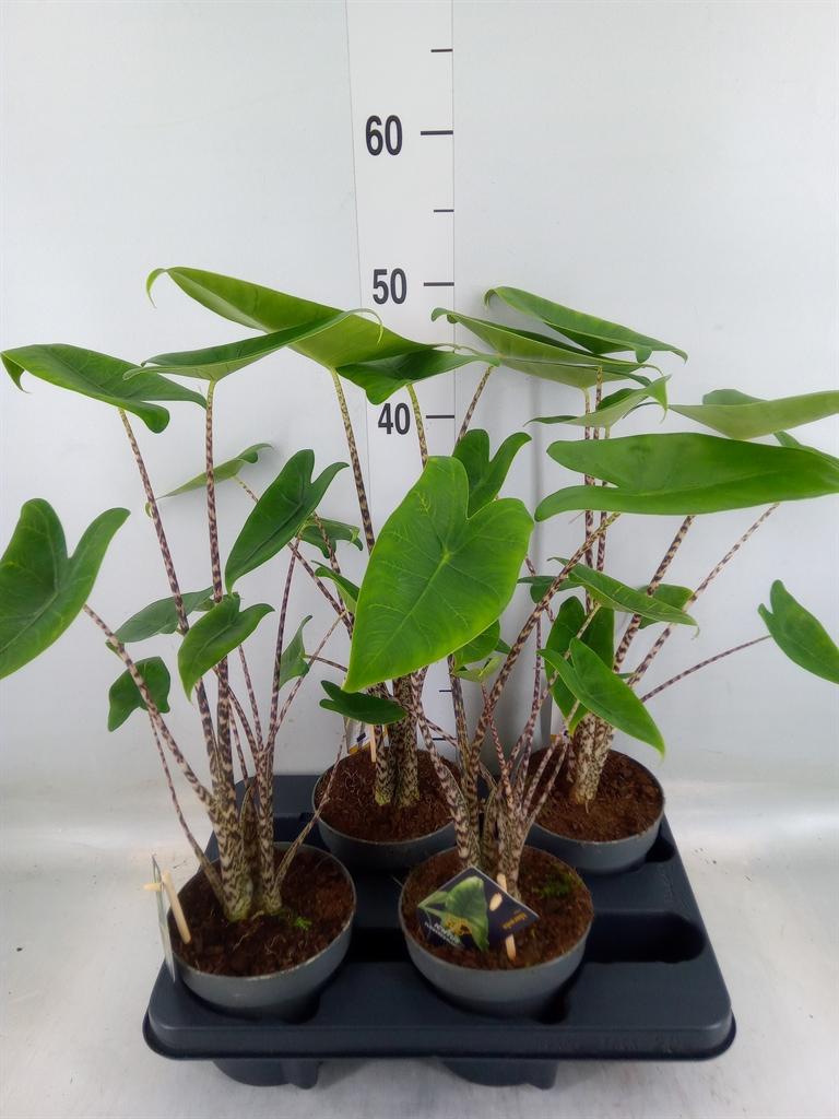 Горшечные цветы и растения оптом Alocasia Zebrina от 4шт (для телеги) из Голландии с доставкой по России