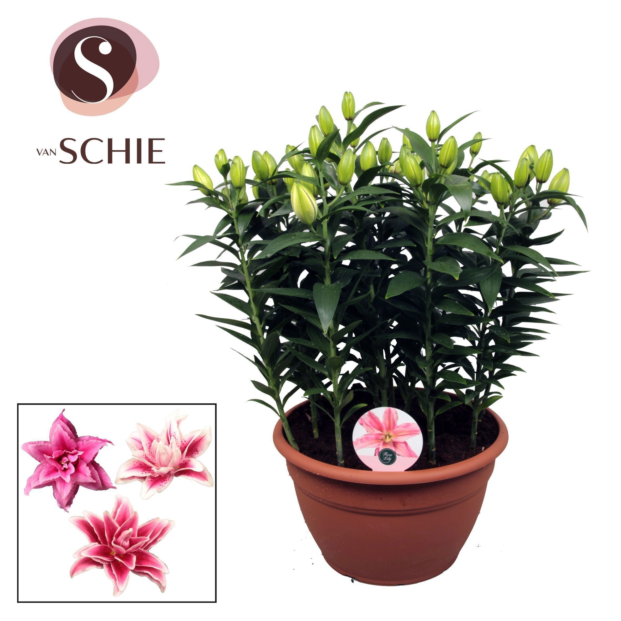 Горшечные цветы и растения оптом Lilium Or Roselily Pink Xl 15pp от 1шт из Голландии с доставкой по России