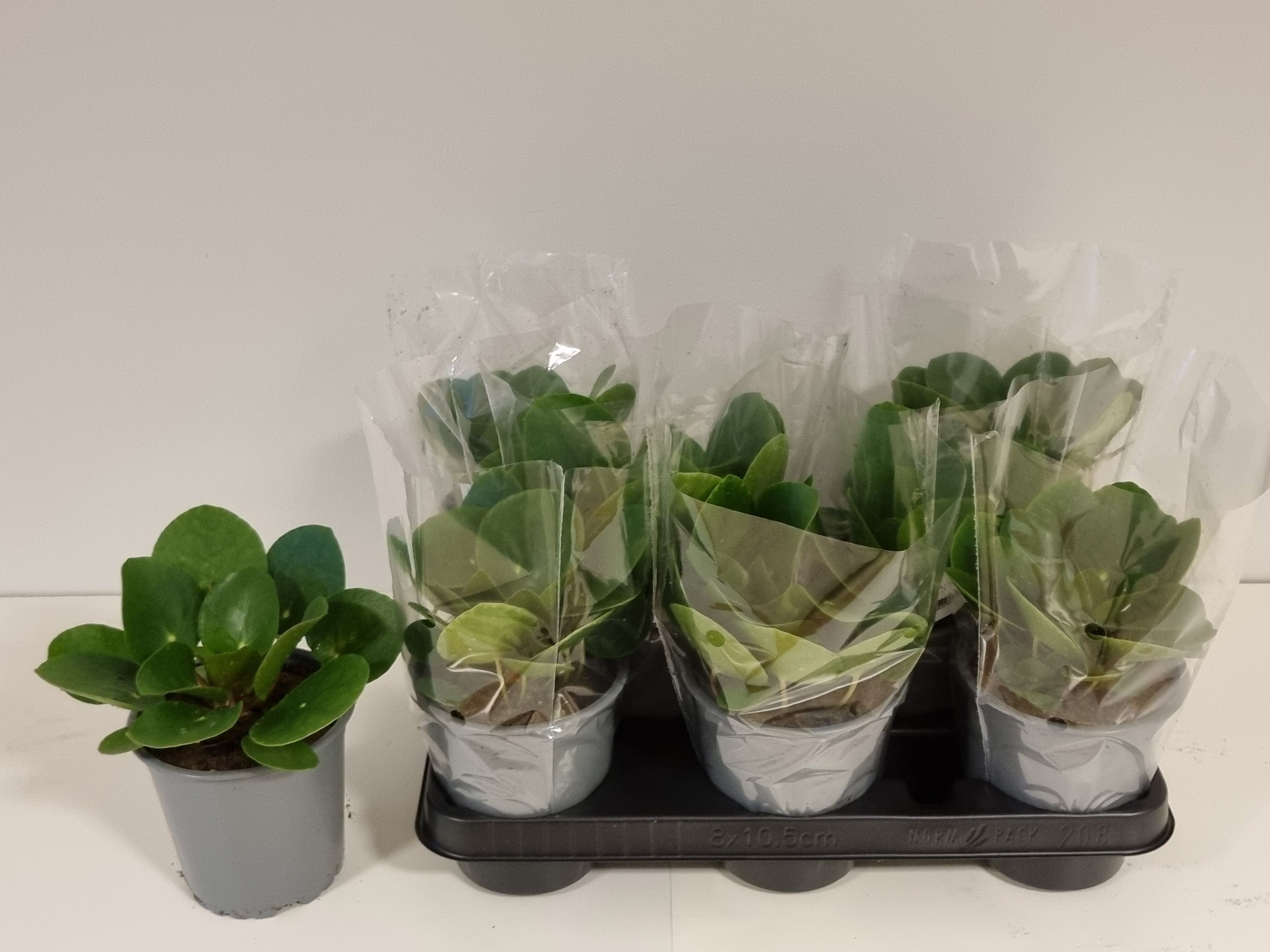 Горшечные цветы и растения оптом Pilea Peperomioides от 8шт из Голландии с доставкой по России