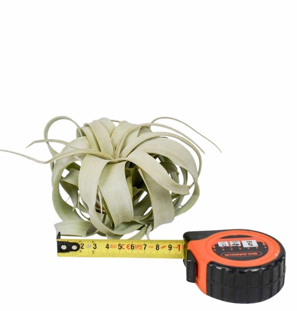 Горшечные цветы и растения оптом Tillandsia Xerograph от 12шт из Голландии с доставкой по России