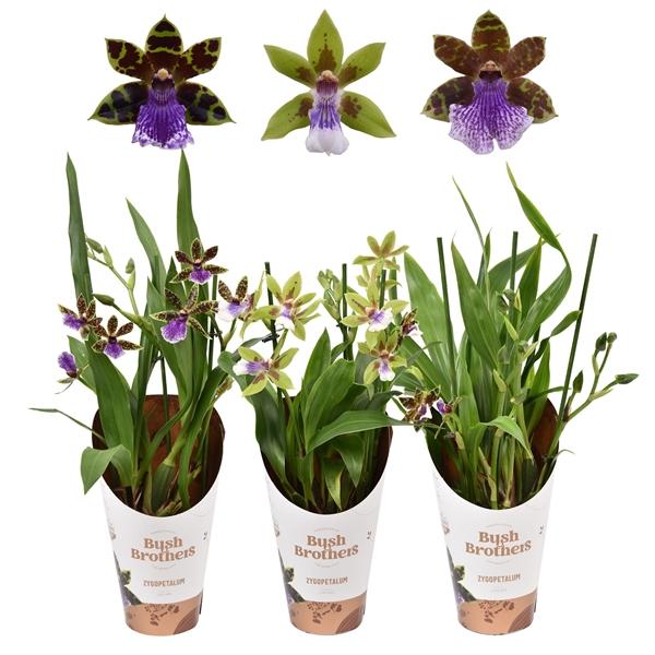 Горшечные цветы и растения оптом Zygopetalum 3st от 10шт из Голландии с доставкой по России