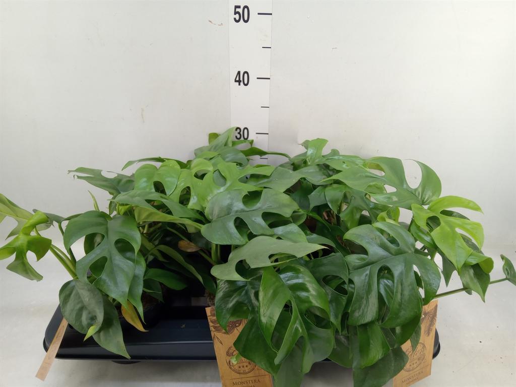 Горшечные цветы и растения оптом Monstera   ... от 6шт из Голландии с доставкой по России