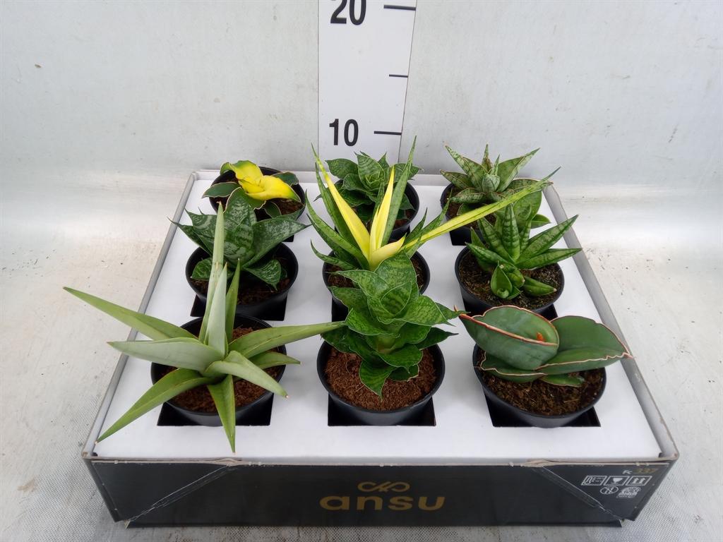Горшечные цветы и растения оптом Sansevieria   ... от 9шт (для телеги) из Голландии с доставкой по России